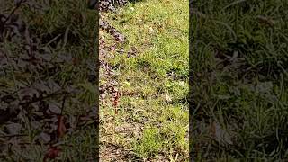 Dandelion and pinwheel🐝🐝❤️🌹dandelionpinwheel garden agriculture gardening flowers plants [upl. by Kay]