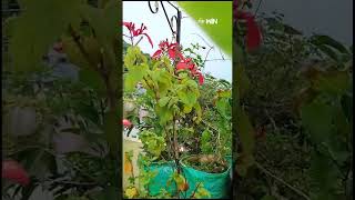 shorts  Mussaenda Plant Colorful flowers TerraceGarden etv [upl. by Ilsa755]