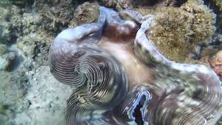 Giant clam with incurrent siphon and excurrent siphon 🦪 [upl. by Veno422]