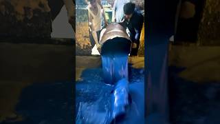 Most Satisfying Behind the Scene of Making Polyurethane Blue Foam Sheets [upl. by Bethel]