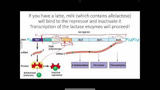 Transcription amp Regulation lac operon [upl. by Gurevich]