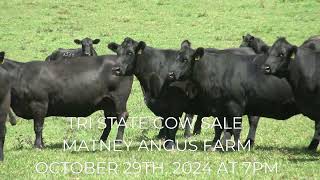 TRI STATE COW SALE 102924 AT 7PM [upl. by Kidd]