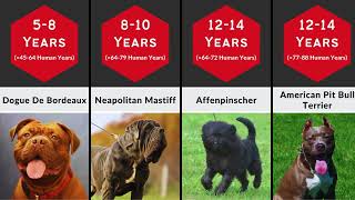 Dog Lifespan Comparison [upl. by Kirstyn]