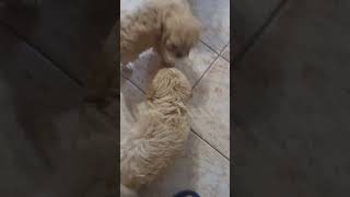 Cavoodle Puppies 04 August Litter 8 weeks old [upl. by Abagael]