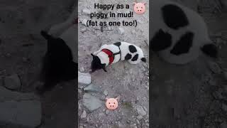 Peculiar ritual of digging a fox terrier bed in the wild 👀 puppy doglover [upl. by Niran748]