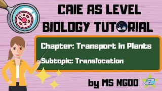 BIO Quick and Easy Translocation Tutorial  Transport in Plants  Alevel Biology [upl. by Pattie]