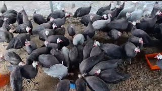 Gini fowl Guinea farming guinea [upl. by Redleh342]