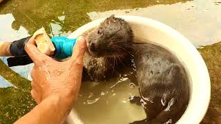 Otter Kisses Hand [upl. by Dyer125]