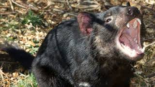 What does tasmanian devil sound like Get to know the tasmanian devil and its sounds  noises [upl. by Harikahs844]