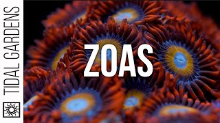 Zoanthus Coral Care Tips [upl. by Ahseki]