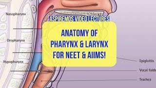 Pharynx and Larynx Anatomy  Dr Bhaumik Joshi  NEET  MDS  Aspire MDS [upl. by Nylaf88]