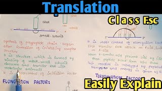 Translation  Protein Synthesis  Class 12 In UrduHindi [upl. by Hartwell]