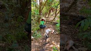 Bezerrinho nasceu sem vida e a vaca se recuperou graças a Deus Vlog rural sitio pecuaria lida [upl. by Iver]