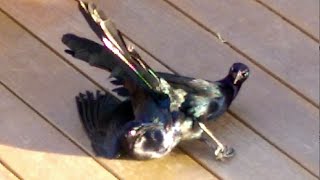 Mexican Blackbird Mating  Greattailed Grackle [upl. by Breskin]