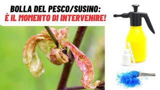 È il momento giusto per COMBATTERE la BOLLA DEL SUSINO  WampA Gardens orto e giardino [upl. by Rebmyt510]