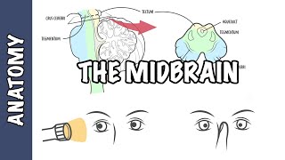 Clinical Anatomy  Midbrain structure function and midbrain lesions [upl. by Vanzant]