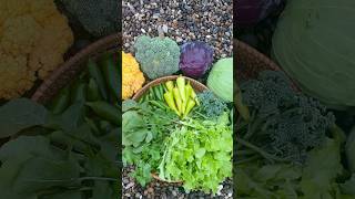 Harvest With Me vegetablegarden gardenharvest [upl. by Hgielah]