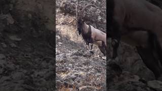 Ibex Searching food in Mountain gb mountains animals ibex duet king suiii rage viralvideo [upl. by Urion]