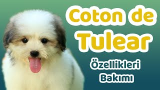 Coton de Tulear özellikleri bakımı beslenmesi sağlığı ve eğitimleri [upl. by Ihab]