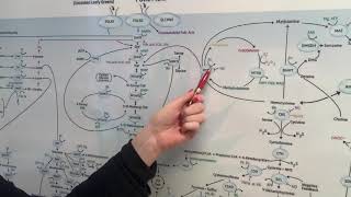 MTHFR  High homocysteine and Low homocysteine [upl. by Lorna869]