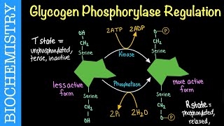 Glycogen Phosphorylase Regulation  Biochemistry [upl. by Dnalyk]