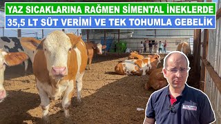 Yaz Sıcaklarına Rağmen Simental İneklerde 355 LT Süt Verimi ve Tek Tohumla Gebelik [upl. by Okikuy]