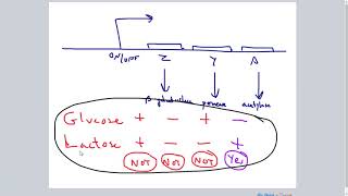 Lac Operon Regulation [upl. by Ayihsa]