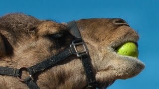 A camel awkwardly eating an apple [upl. by Vernier]