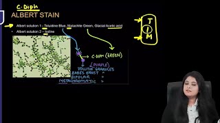 Microbiology RR  Part1  Dr Preeti Maam  FMGE NEETPG [upl. by Andromeda]