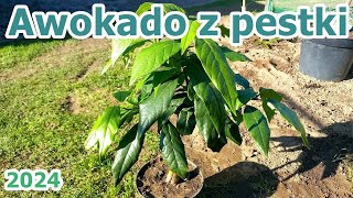 Awokado z pestki w listopadzie  2024 [upl. by Lewej433]