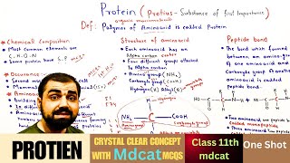 Protein  Chemical composition  Aminoacid  structure of aminoacid  peptide bond  class 11 [upl. by Samy]