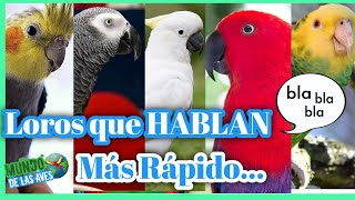 LOROS QUE HABLAN  5 Especies de Loros Que Aprenden hablar mas Rápido ESCUCHALOS [upl. by Dominique]