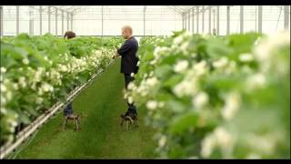 Hoogstraten Aardbeien in Dagelijkse kost  Ludo en Els Merksplas [upl. by Brigham573]