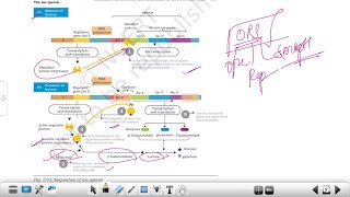 Lac operon an inducible operon  Regulation of gene expression in Bacteria [upl. by Livesay]