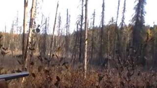 Moose Hunting MatachewanKirkland Lake Ontario [upl. by Astraea]