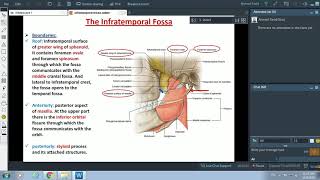 Anatomy of the Infratemporal Fossa  Dr Ahmed Farid [upl. by Whiney438]