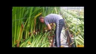 Cutting Amaryllis leaves [upl. by Essam633]