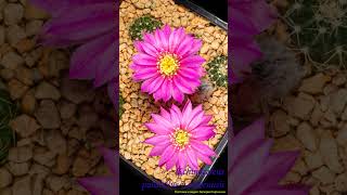 Echinocereus pulchellus vamoenus cactisucculentreview cactus timelapse shorts echinocereus [upl. by Ytok]