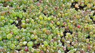 Conophytum Seedling Care Watering and Humidity Maintenance Tips After Germination [upl. by Crim]