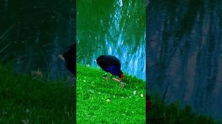 Australasian swamphen natureshorts shortvideo bird explore australianature [upl. by Kitti773]