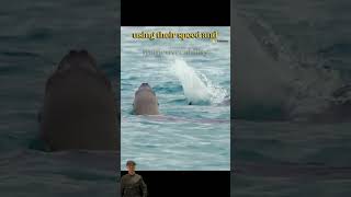 Incredible sea lion strategy in action animals wildanimals hunter wildlifebattle wildlife [upl. by Tnert]