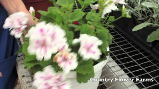 How to Deadhead Geraniums [upl. by Menis940]