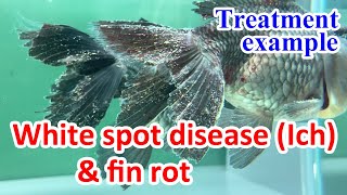 【Fish disease treatment example】White spot disease Ich and fin rot [upl. by Krystalle176]