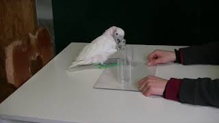 Clever Cockatoos Bend Hooks into Straight Wire to Fish for Food [upl. by Nirra]