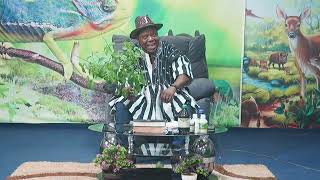 Dr Atuguba  the use of Vervain plant 15 June 2024 [upl. by Lody]