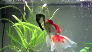 Oranda Eating Lettuce in Double Time [upl. by Igenia]