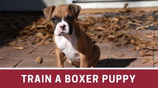 How to Train a Boxer Puppy  How to train a boxer puppy to sit  How to train a boxer puppy to come [upl. by Enywad]