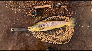 Flyfishing for WA Trout with Guideline NT11 Flyrod [upl. by Scheers394]