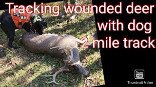 Tracking wounded deer with dog Two mile track Big 8pt [upl. by Geis97]