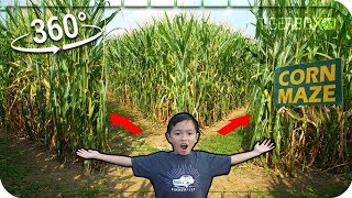 Can We Escape The Corn Maze 360 Video [upl. by Babita380]